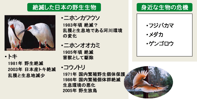 絶滅した野生生物と身近な生物の危機