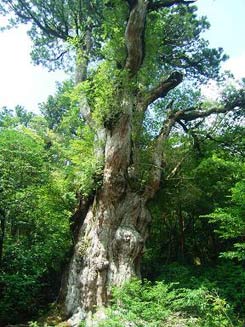 世界遺産(屋久島縄文杉)